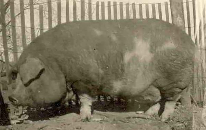 1. Большой Билл - самая большая свинья в мире