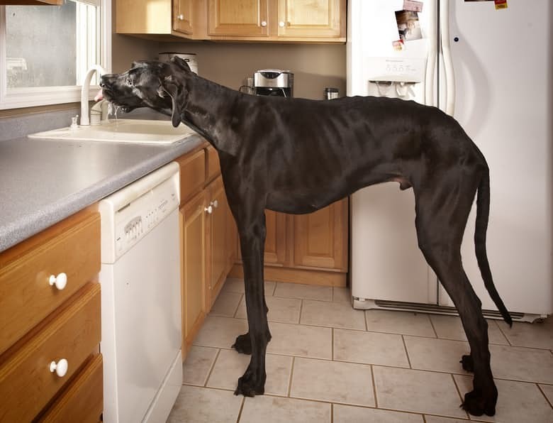 14. Зевс - самая высокая собака в мире