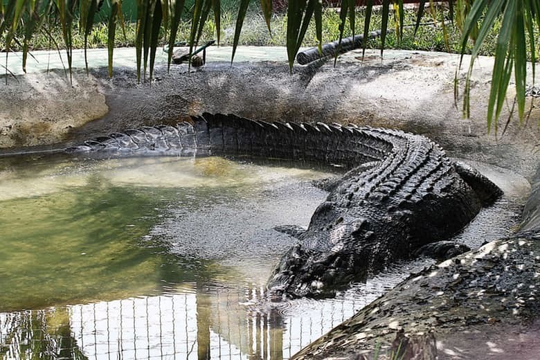 2. Лолонг - самый большой морской крокодил