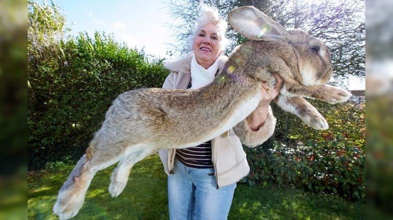 12. Дариус - самый большой кролик в мире