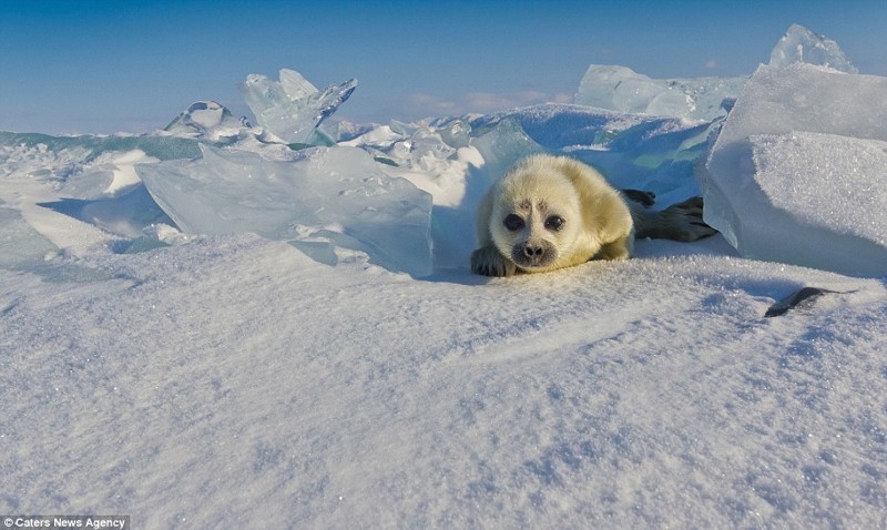 Фотографии очаровательного детеныша байкальской нерпы способны растопить даже ледяное сердце!