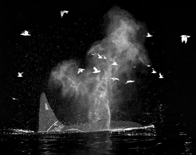 Профессор-биолог делает невероятные снимки гренландских китов