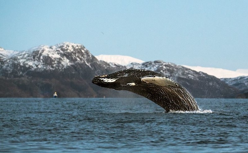 Профессор-биолог делает невероятные снимки гренландских китов