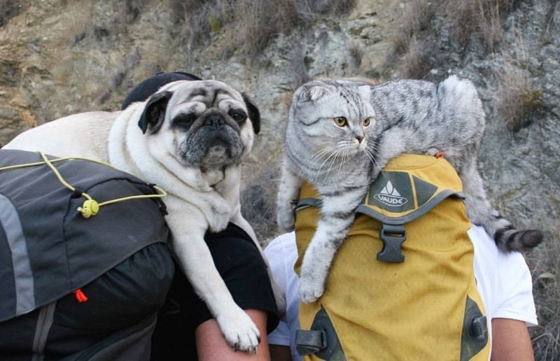 Кот и мопс продолжают путешествовать в своей знаменитой тележке