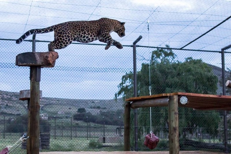 Леопард, который был «никому не нужен», наконец-то нашел свой дом