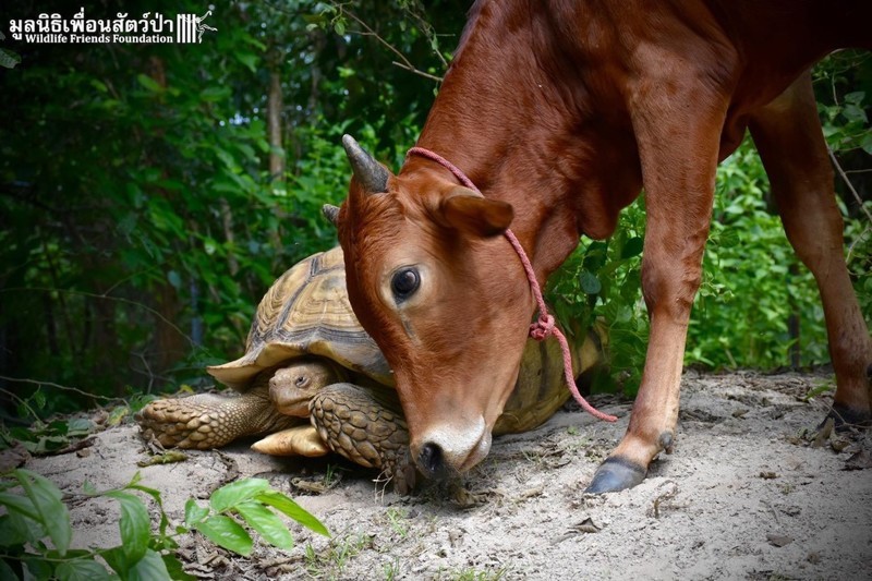 Гигантская черепаха и теленок, потерявший лапу, стали лучшими друзьями