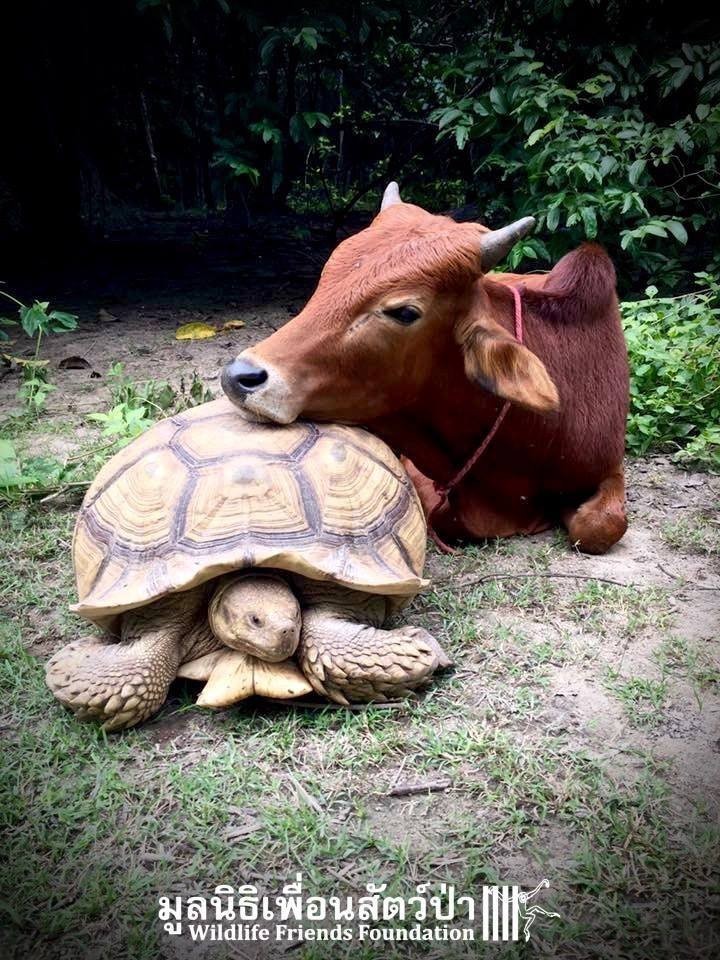 Гигантская черепаха и теленок, потерявший лапу, стали лучшими друзьями