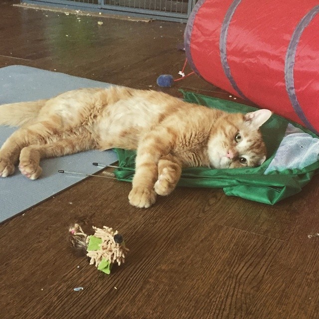 «Самый грустный кот» преобразился всего через час после того, как ему нашли новый дом