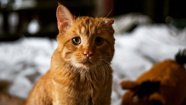 «Самый грустный кот» преобразился всего через час после того, как ему нашли новый дом