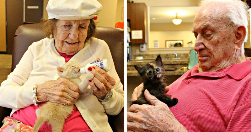 Обитатели дома престарелых ухаживают за приютскими котятами