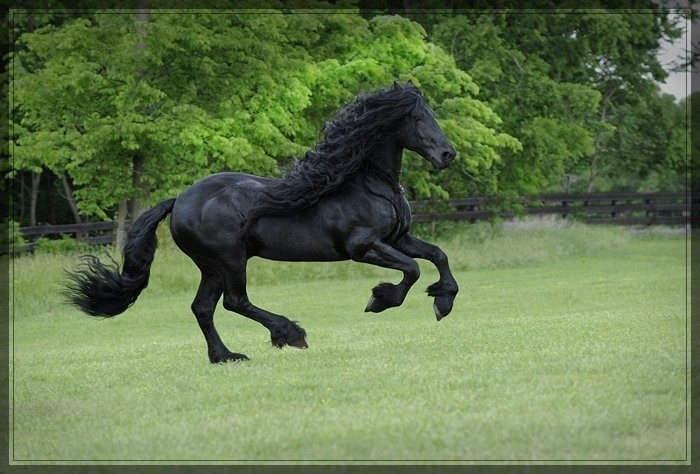 Самый красивый конь Фридрих Великий