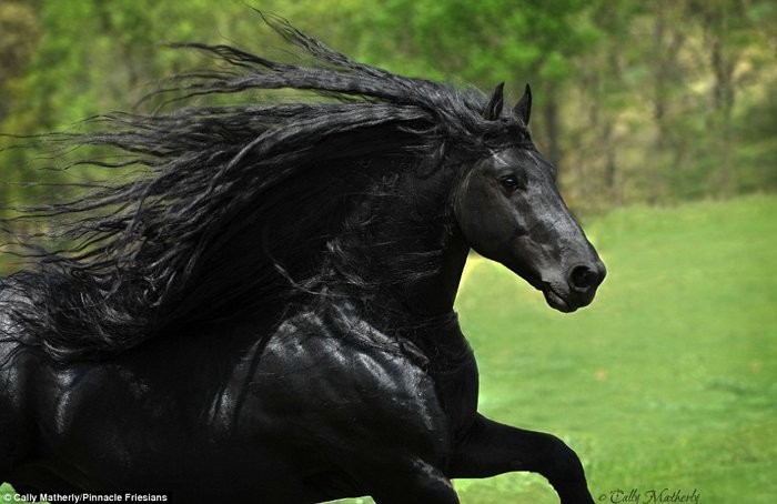 Самый красивый конь Фридрих Великий