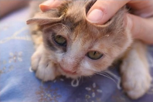 Котенка отвезли ветеринарам, которые оказали животному помощь