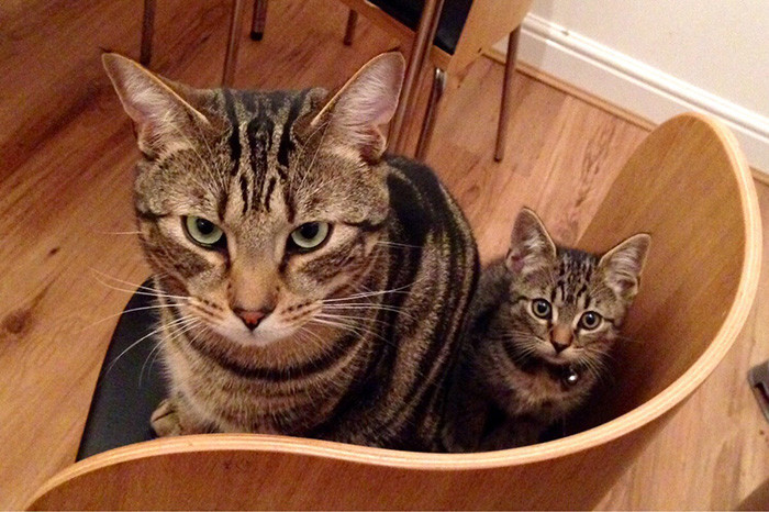 Кошки и котята: они, как две капли, похожи друг на друга!