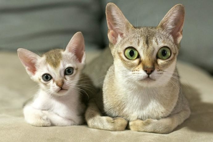 Кошки и котята: они, как две капли, похожи друг на друга!