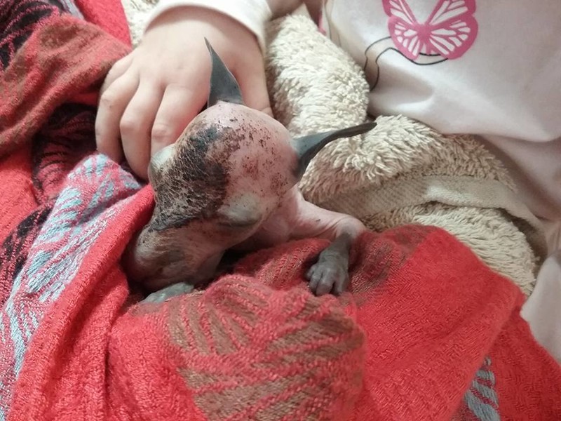 Женщина подобрала осиротевшего кенгуренка на обочине дороги и спасла ему жизнь
