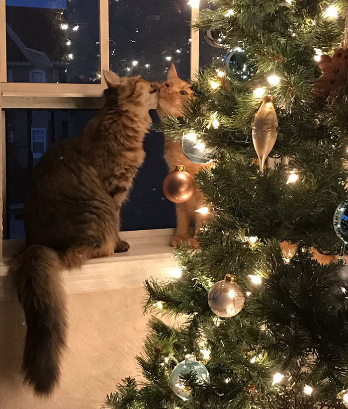 Эта фотография целующихся кота с кошкой у рождественской елки просто свела мир с ума.