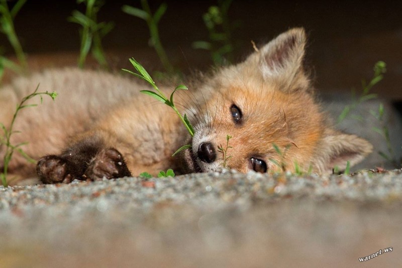 Подглядывая за лисичками