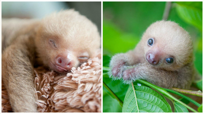 В Коста-Рике есть организация для защиты детенышей ленивцев, оставшихся без мам