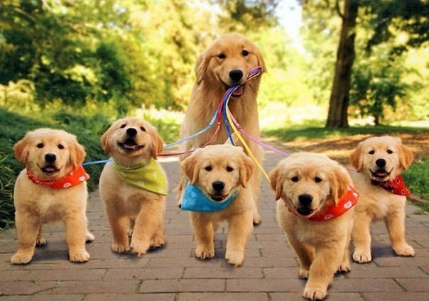 10 собак которые гордятся своим потомством