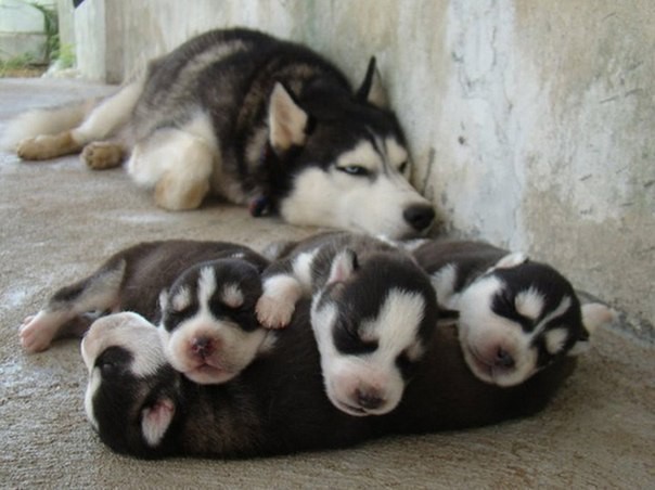 10 собак которые гордятся своим потомством