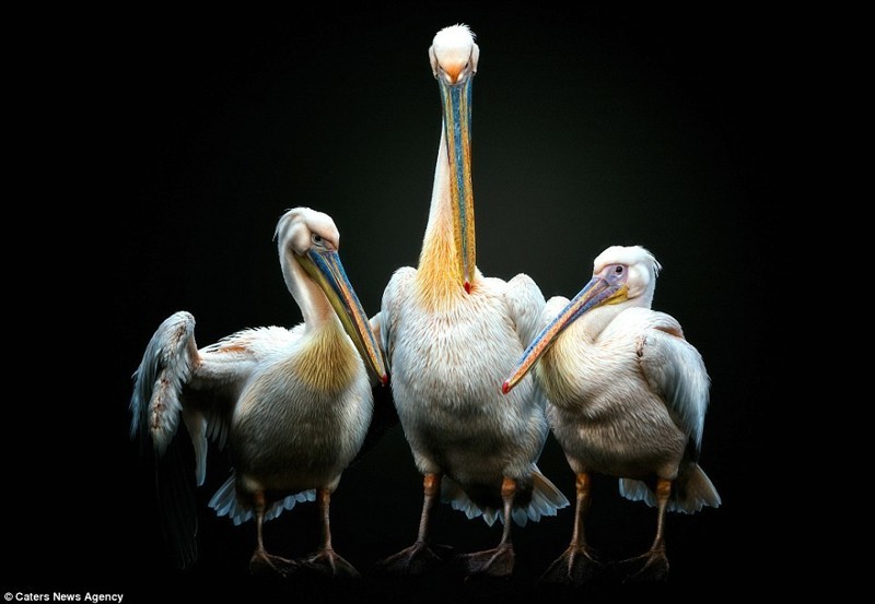 Пеликан, укрывающий крыльями подросших птенцов
