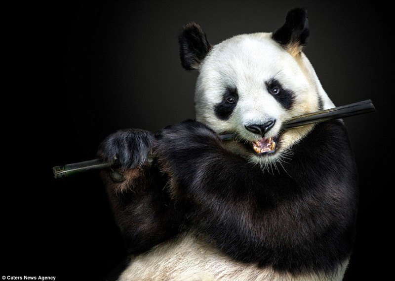 Панда, жующая бамбук 