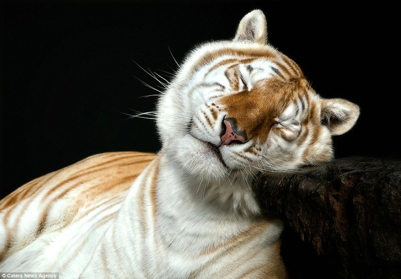 Тигр, который вовсе не кажется опасным и жестоким хищником 