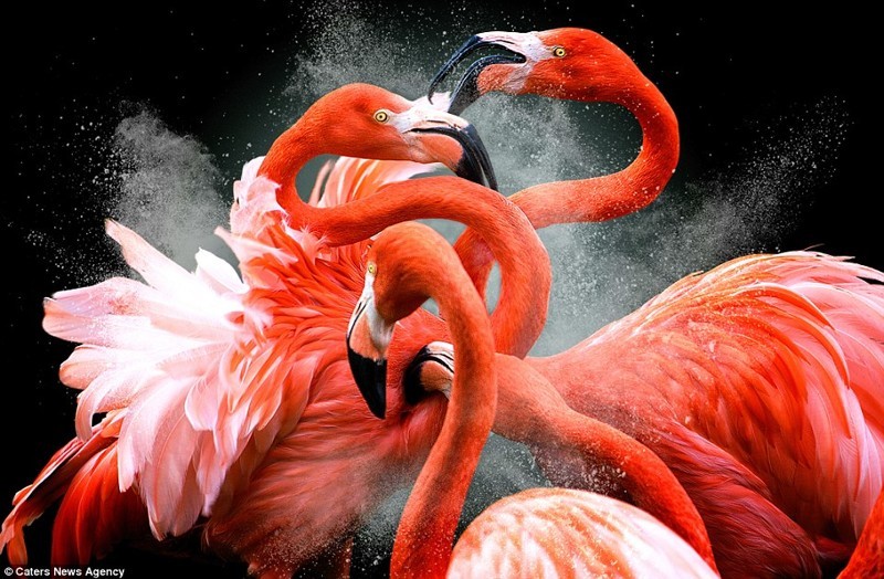 Борьба фламинго 
