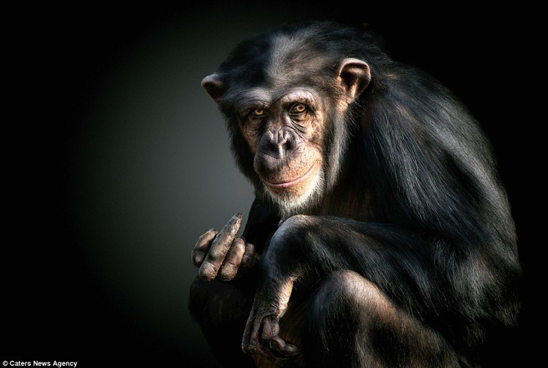 Шимпанзе и ее реакция на съемку 
