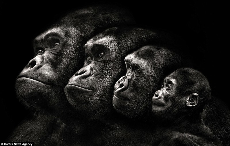 Семья обезьян (создана из нескольких индивидуальных фотографий приматов)