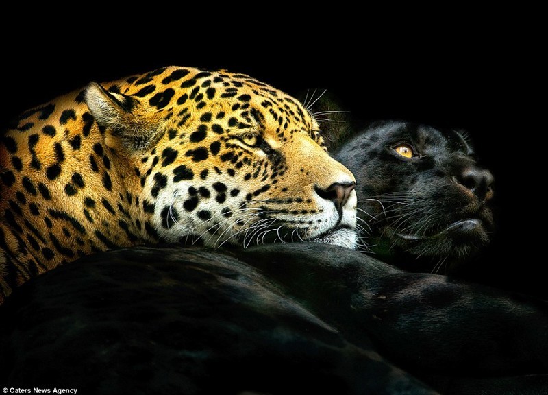 Совместная фотография леопарда и пантеры (создана из двух отдельных снимков животных)