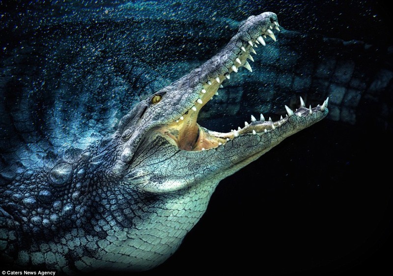 Аллигатор, демонстрирующий острые зубы 
