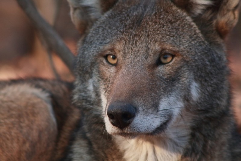 Исчезающий вид: последние рыжие волки на планете