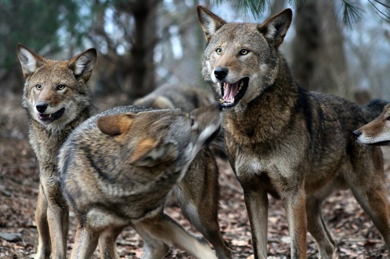 Рыжий волк некогда населял большую часть востока США, от Пенсильвании до Техаса, но истребление, разрушение среды обитания и гибридизация с койотами привели к плачевным последствиям.  