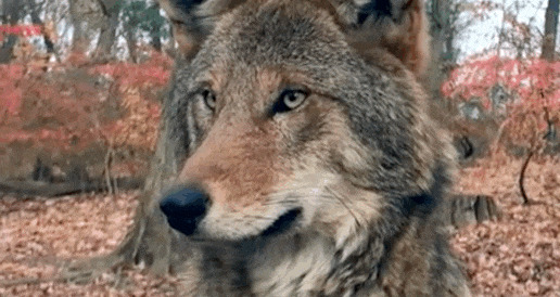 К концу 70-х годов XX века рыжие волки в природе окончательно исчезли, сохранились только особи в зоопарках и заповедниках.