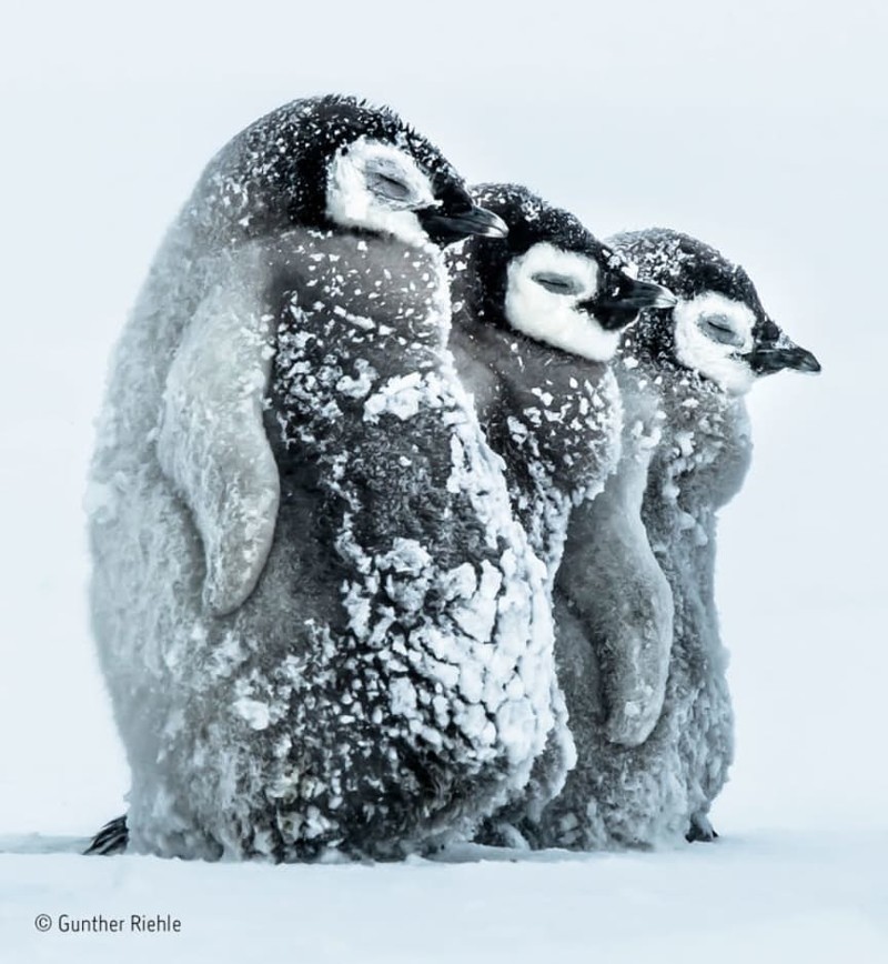 Кстати, об обнимашках - эти пингвины с фотографии Гюнтера Риле очень их любят!