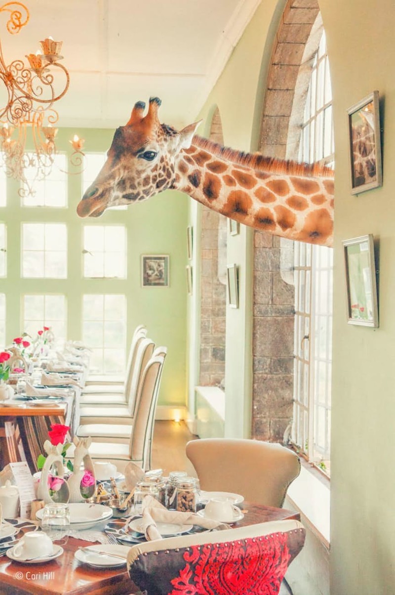 Жираф просто захотел позавтракать с фотографом Кэри Хилл