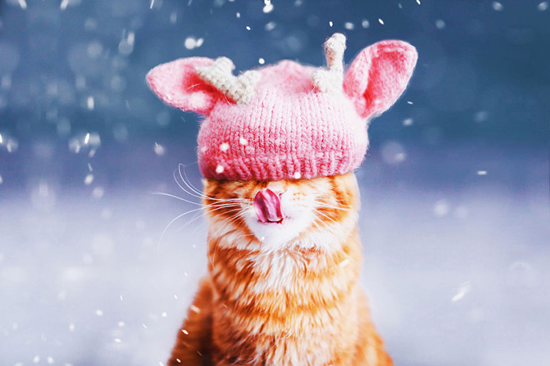 Русский кот по имени Котлета покоряет интернет: рыжий всегда в моде!