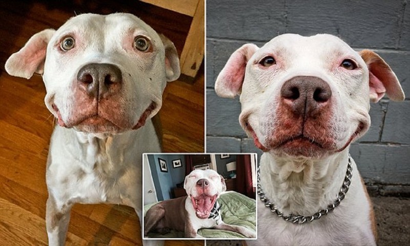 Пес, который выжил, не перестает улыбаться уже 12 лет