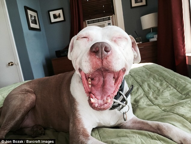 Пес, который выжил, не перестает улыбаться уже 12 лет
