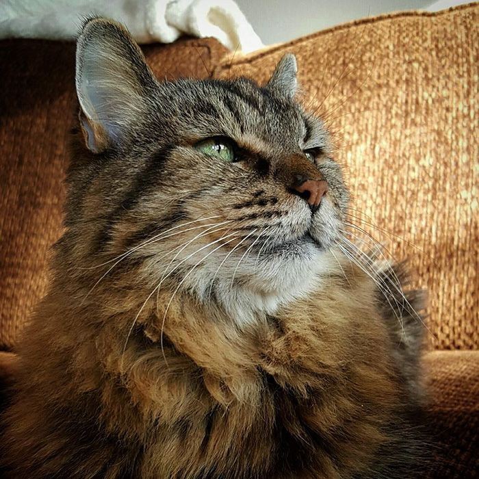 Вельвет — самый старый 26-летний кот, живущий полной жизнью