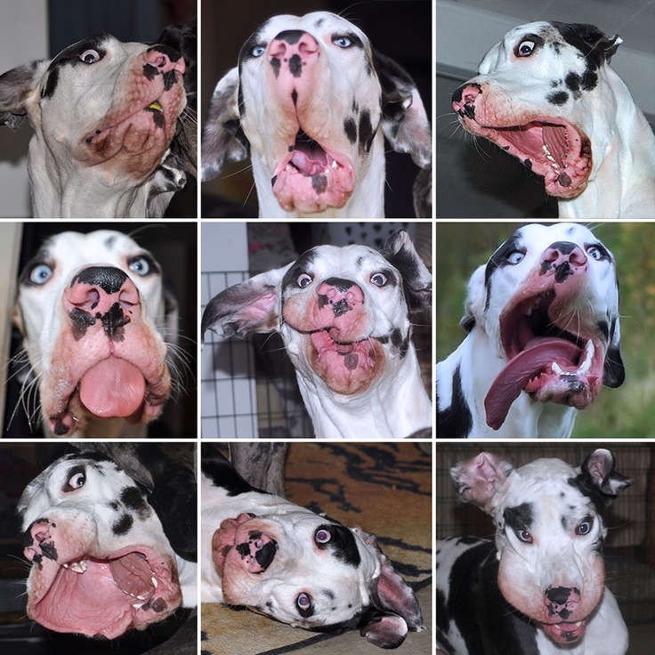 Немецкий дог Мутка: самый эмоциональный пёс в мире