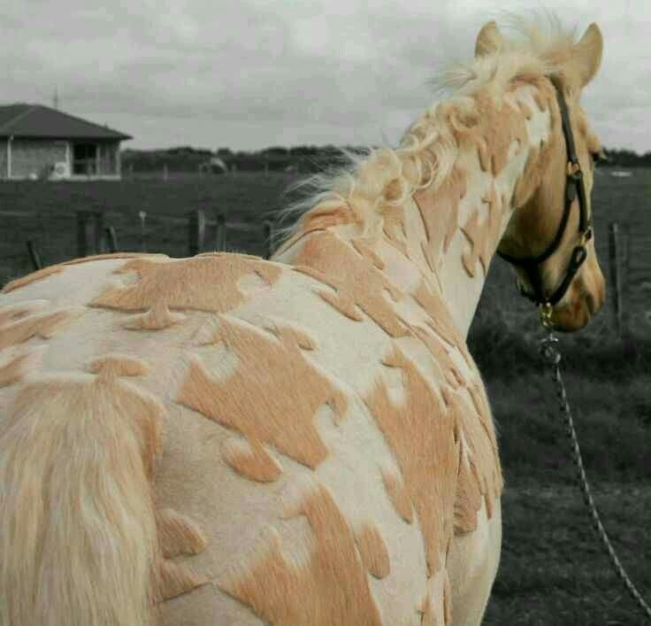 Великолепнее совершенных: лошади в орнаментах