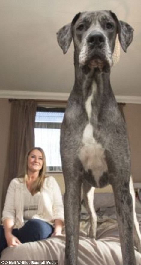 Знакомьтесь, это Фредди, самая большая собака в мире