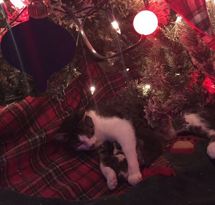 Кошка родила четверых под новогодней елкой, сделав хозяйке лучший рождественский подарок