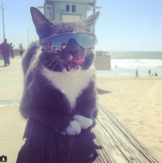 Эта кошка носит темные очки по особенной причине