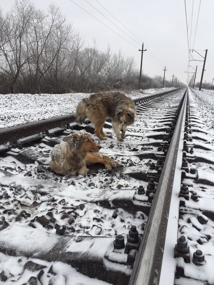 Пёс двое суток не бросал раненую подругу на железнодорожных путях