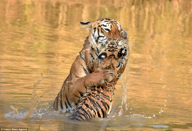 «И за ушами помой!» Как тигрица купала своего малыша в реке