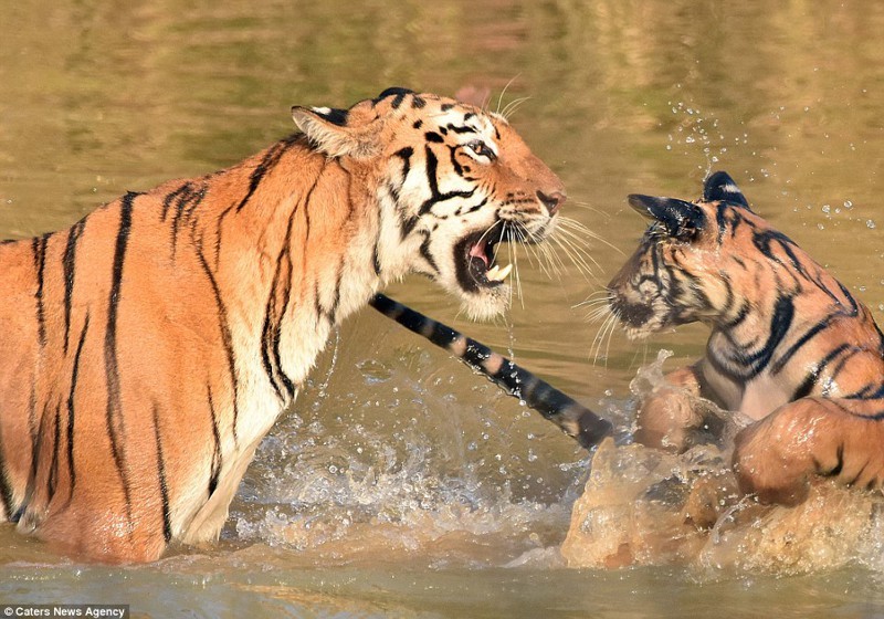 «И за ушами помой!» Как тигрица купала своего малыша в реке